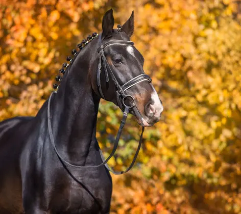 Dark horse standing against a background of orange leaves.